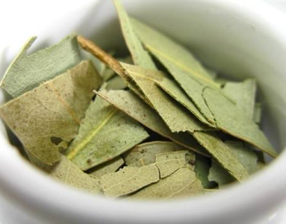 Okaliptüs Çayı Nedir? Nasıl Hazırlanır?