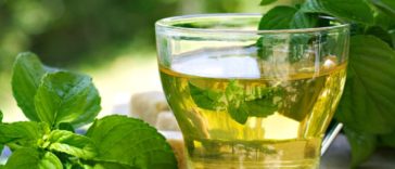 Okaliptüs Çayı Nedir? Nasıl Hazırlanır?