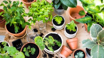 Evde Meyve Sebze Yetiştirme Rehberi